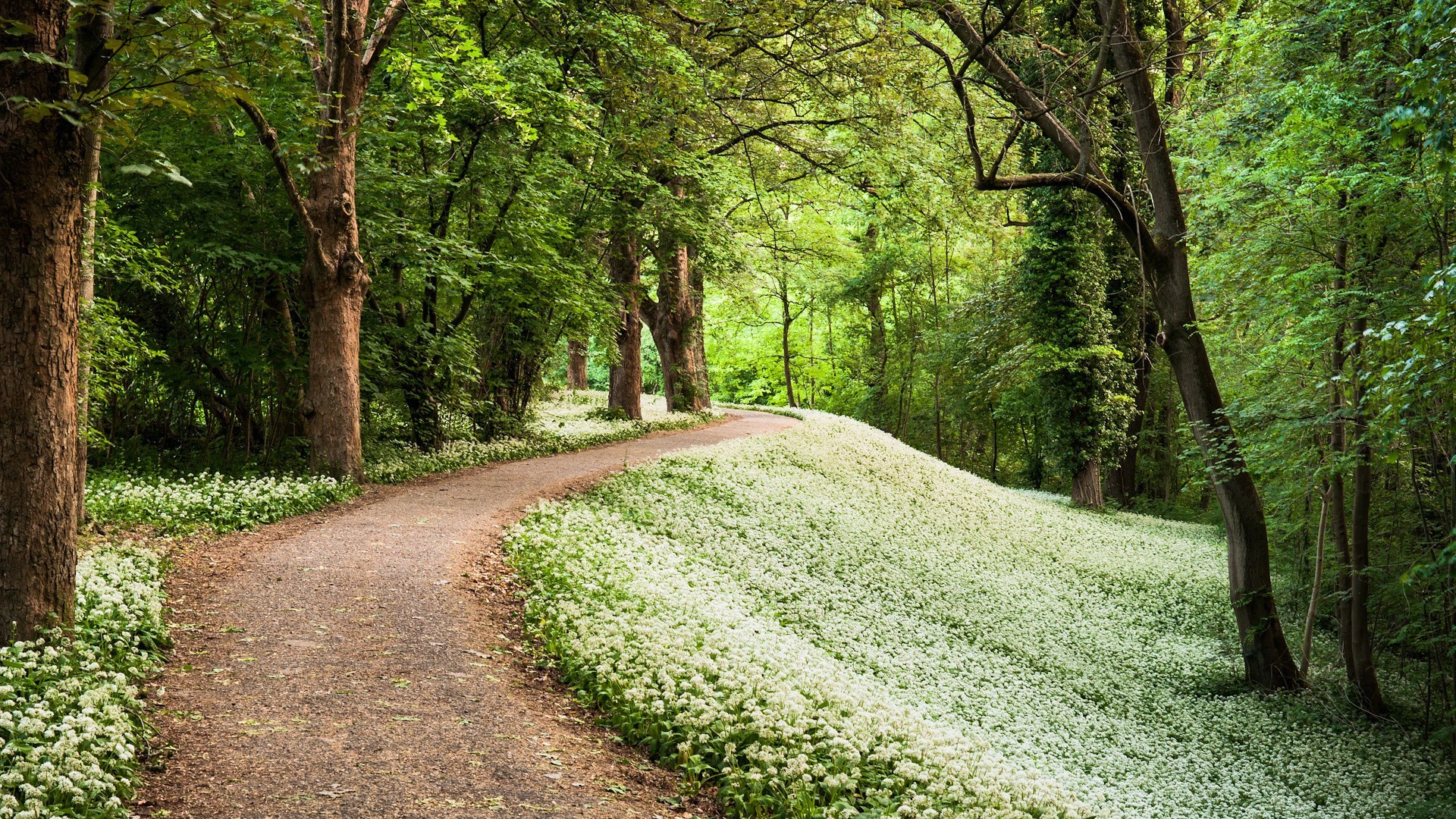 the green forest and its beauty in our eyes